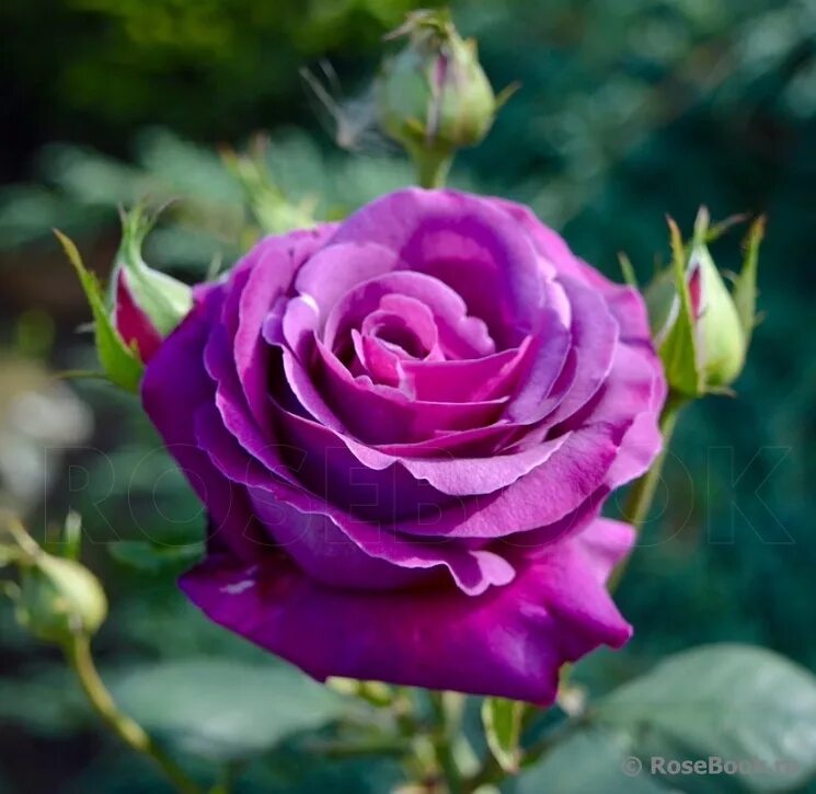 парфюм де рев. парфюм де рев. парфюм де рев. парфюм де рев.