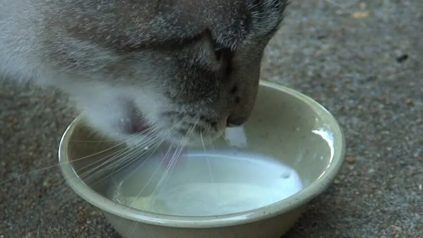 The cat drunk its milk