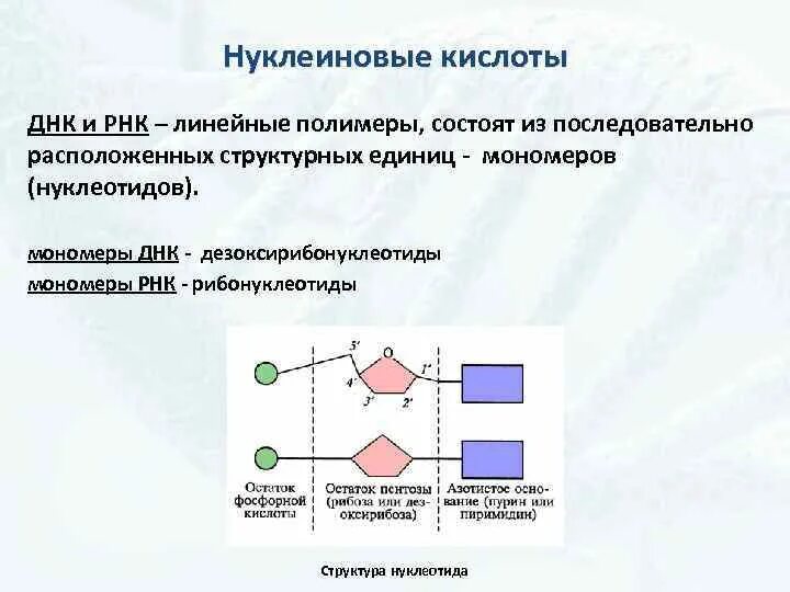 Мономерами молекул нуклеиновых кислот. Нуклеиновые кислоты ДНК. Нуклеиновые кислоты ДНК И РНК. Нуклеиновые кислоты полимеры. Линейные нуклеиновые кислоты.