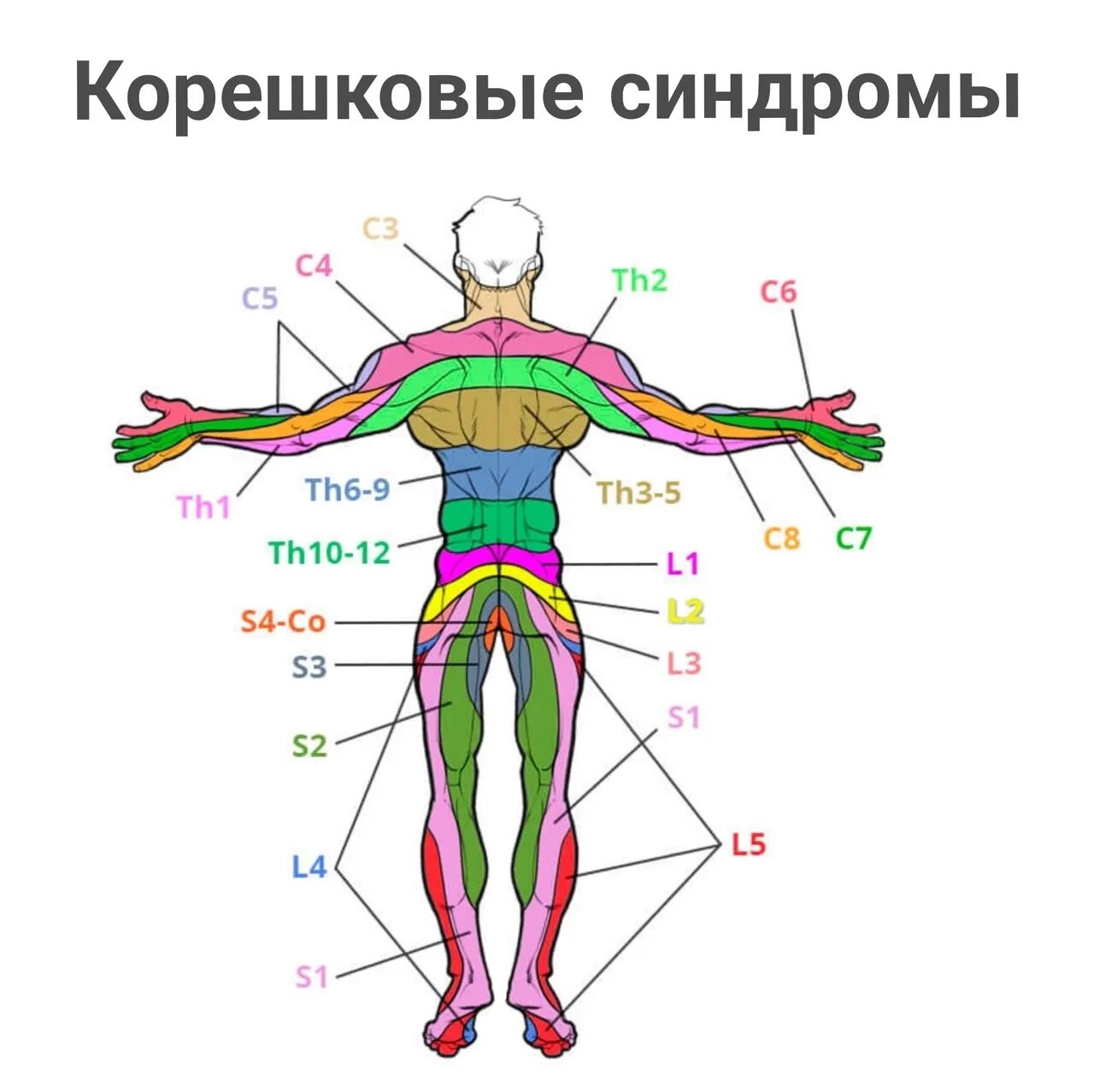 Иррадиация боли в ногу. Зоны иннервации спинномозговых нервов схема. Позвоночник зоны иннервации схема. Иннервация шейного отдела позвоночника схема. Зоны иннервации Корешков.