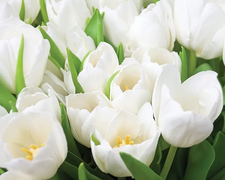White tulip