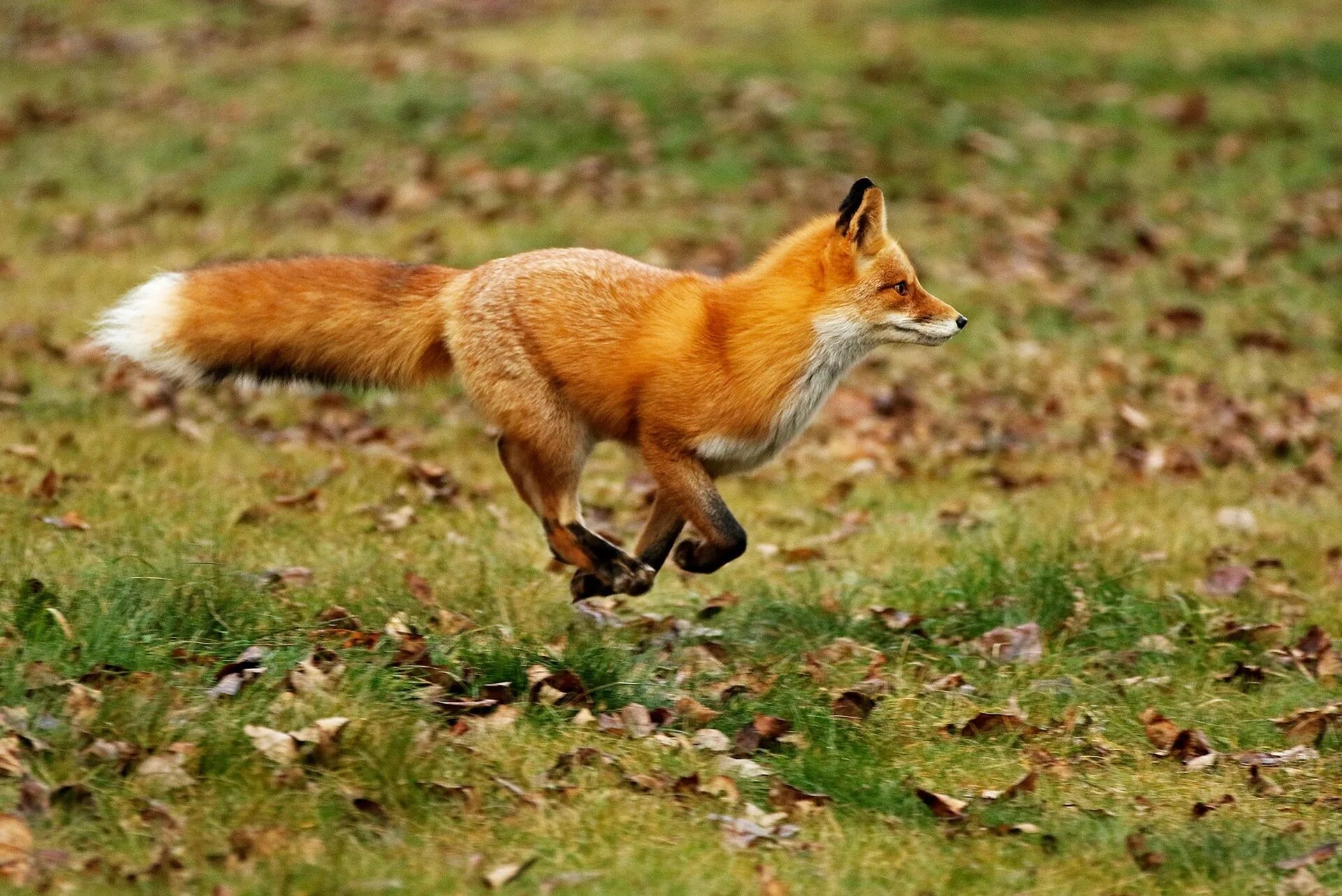 Лисица-хитрица.. Огненно рыжая лиса. Германия рыжая лисица. Fox ответы
