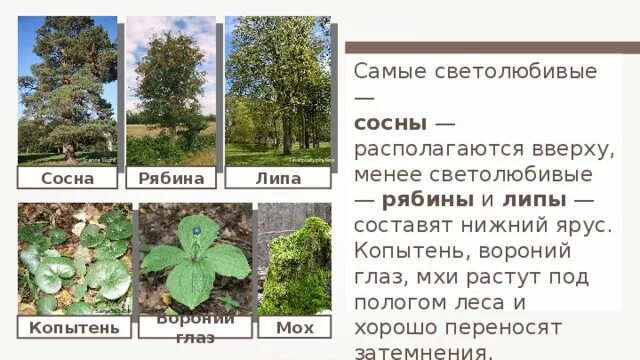 В каком ярусе растет. В каком ярусе растет