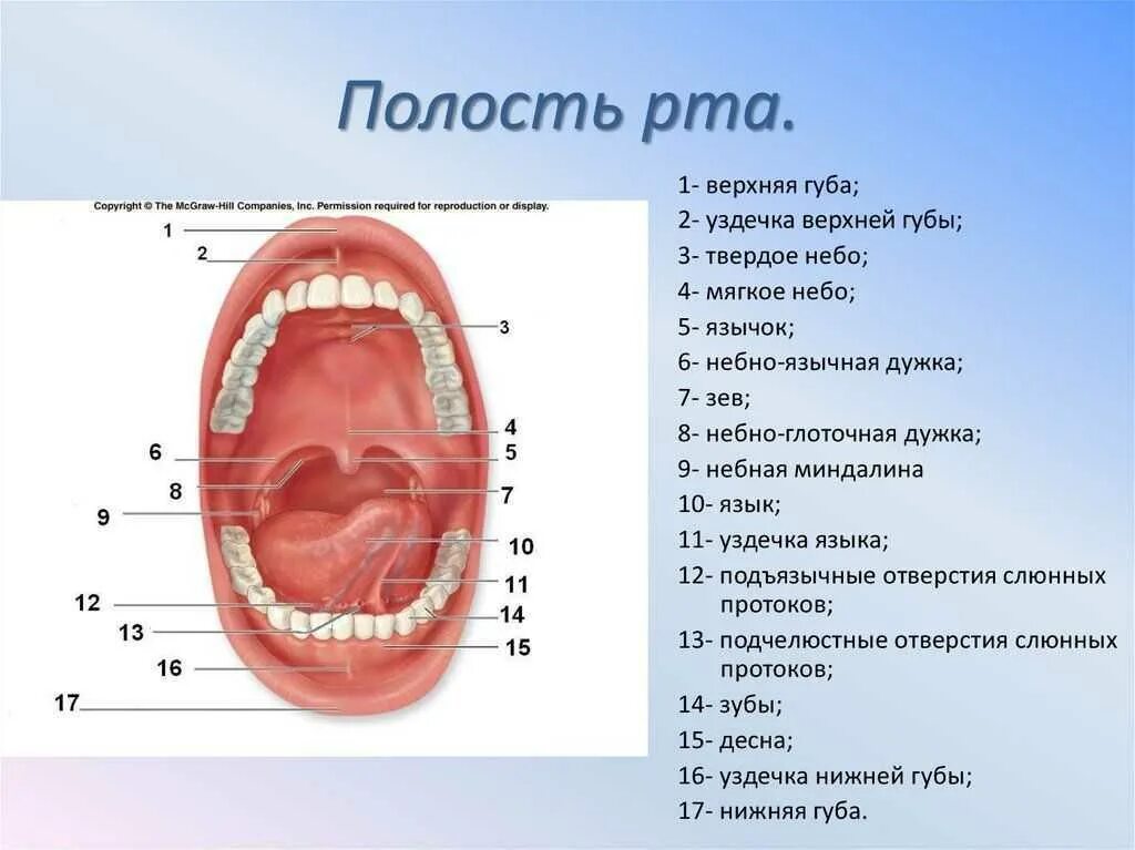 Строение ротовой полости схема. Ротовая полость (органы, строение стенок). Что есть во рту человека