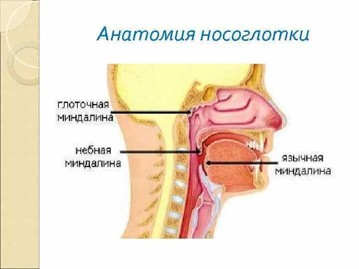 Анатомия носоглотки человека. Носоглотка строение анатомия. Структура носоглотки анатомическая. Отверстие носоглотки