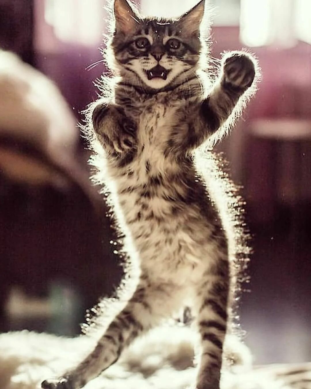 Cat dancing speed up