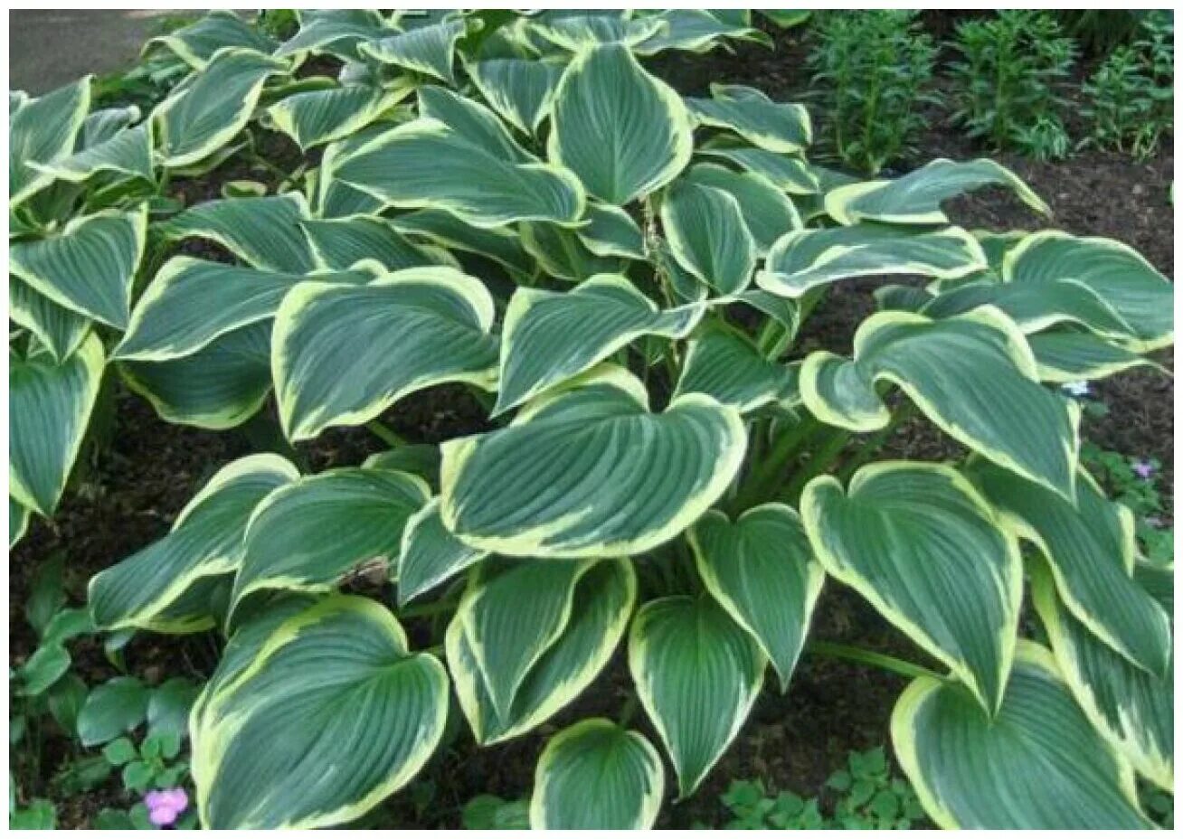 Хоста глэд рэгс. Хосты вариегатные сорта. Хоста калейдохром. Ев хост. Хоста хоста прямолистная.