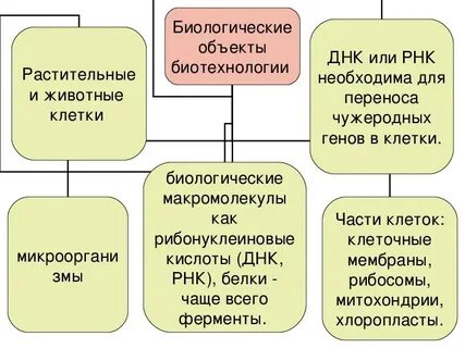 Биологические объекты разной
