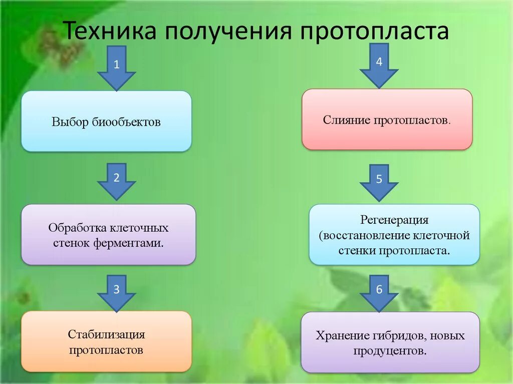 Техника получения протопласта. Методы получения протопластов. Схема получения протопластов. Способы слияния протопластов.