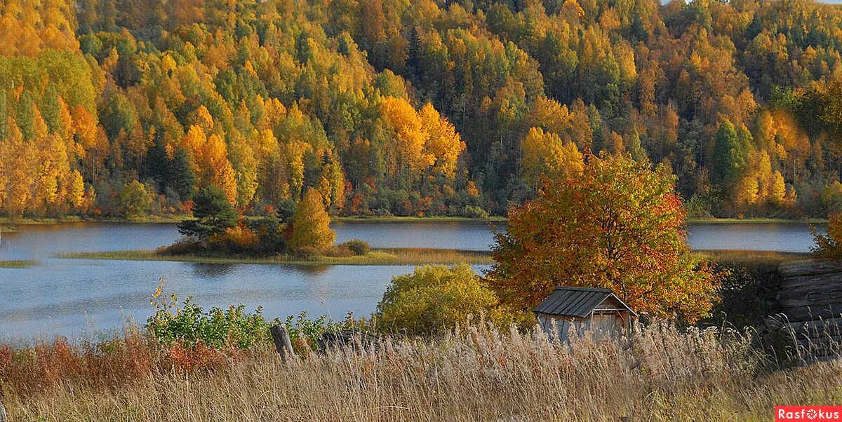 в багрец и золото одетые стихотворение