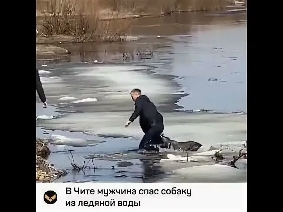 Парень спас собаку. Парень спас собаку