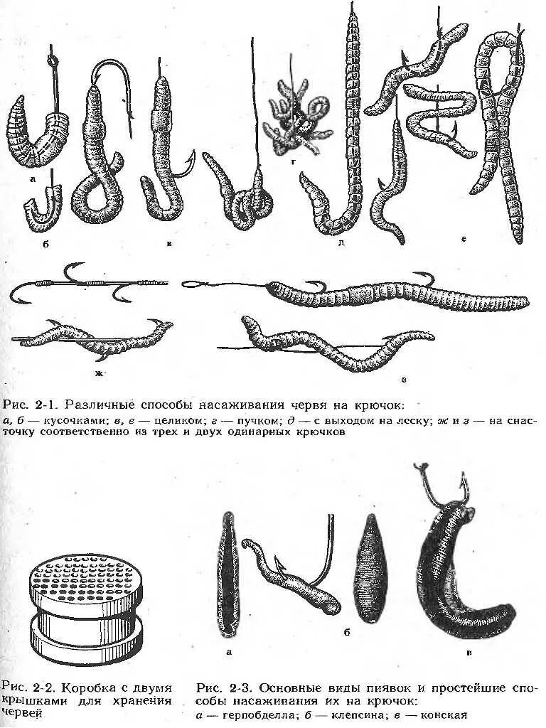 Как насадить червяка на крючок. Как насаживать червя на крючок для рыбалки. Как правильно насаживать червя. Как правильно насаживать червяка.