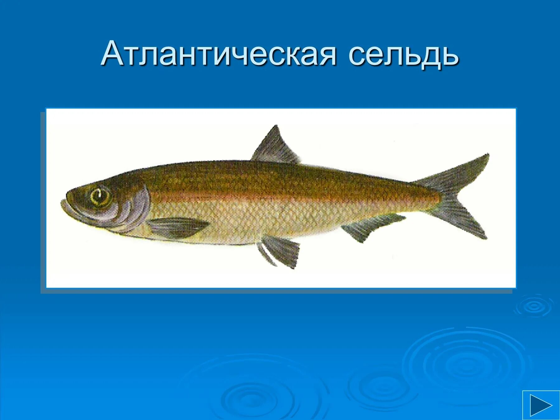 К какому отряду относится сельдь