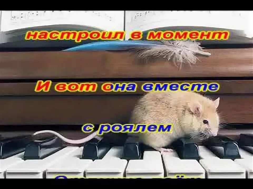 Весёлая мышка в рояле. Весёлая мышка в рояле жила. Мышь музыка. Песни веселая мышка