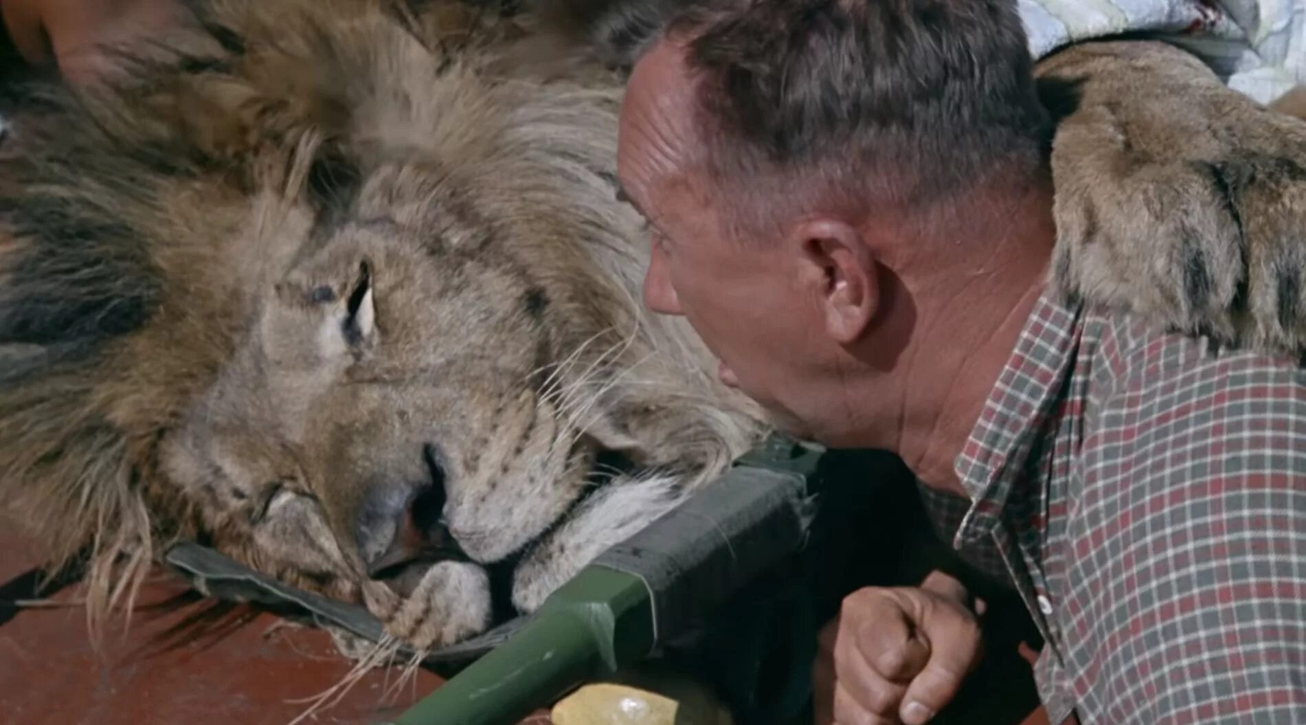 Лев вася. Полосатый рейс лев пит. Лев вася. Полосатый рейс фрейндлих. Лев вася.