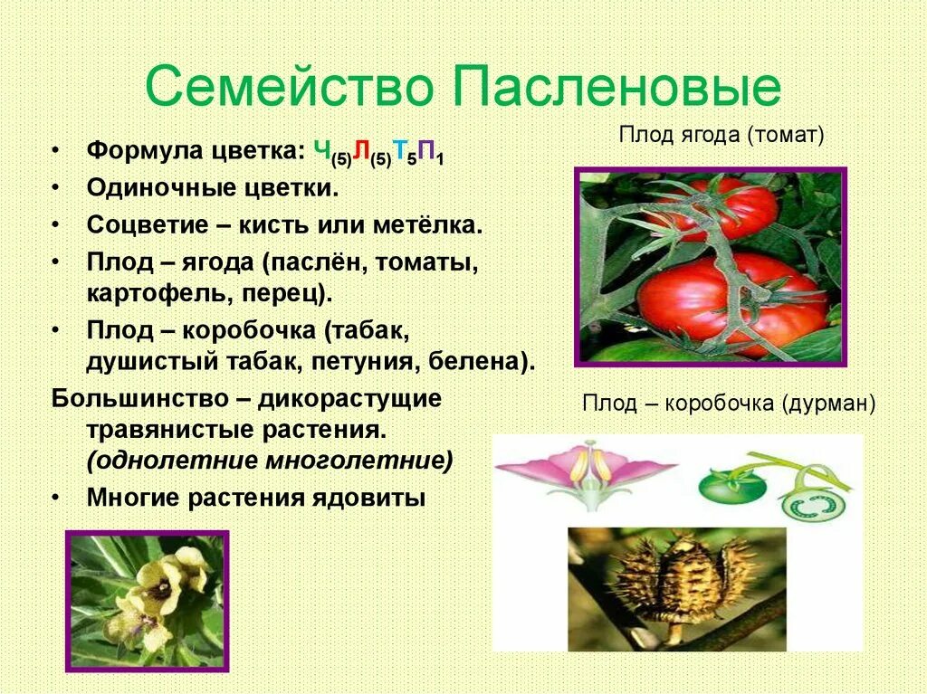 Формулу цветка ч5л5т5п1 имеют. Семейство пасленовых томат формула. Отдел Покрытосеменные Пасленовые семейство. Формула цветков семейства Пасленовые. Тип плода семейства пасленовых растений.