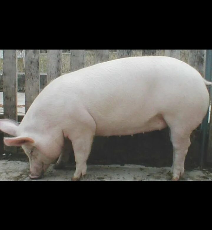 Цена свинины живым весом. Свиноматка ландрас. Свиньи ландрас 150 кг. Ландрас белый поросята.