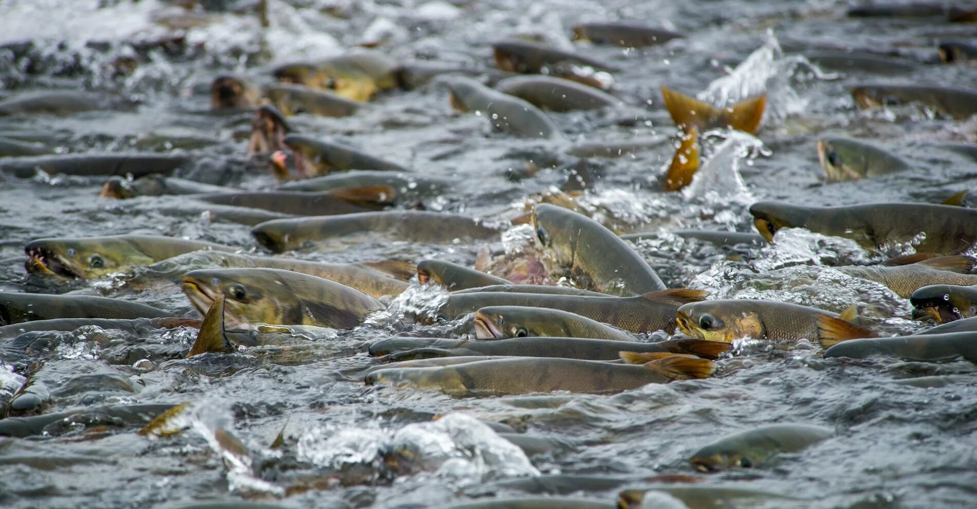 Тихоокеанский лосось миграция. Нерест лосося на сахалине. Нерест горбуши на камчатке. Нерест уйка на сахалине. Нерест лосося.