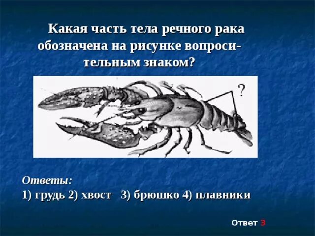 Речного рака*наличие крыльев. На рисунке сердца речного оака обозначено цифрой. Внутреннее строение речного рака. Рисунок в презентации. Морскими рачками обозначение для детей. Рассмотрите речного рака