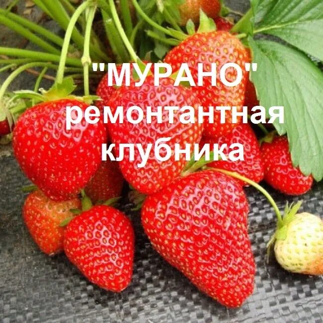 Сорт клубники мурано фото и описание. Сорт земляники Мурано. Сорт клубники Вима Занта.