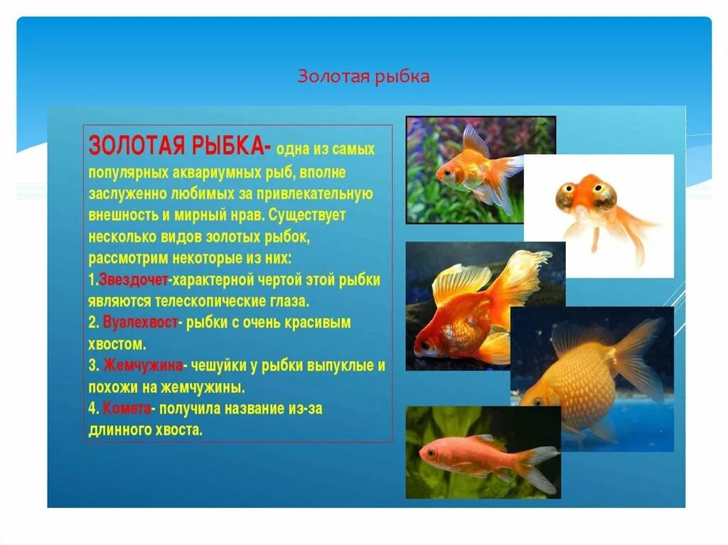 рыбки в живом уголке. золотая рыбка для презентации. сообщение про рыб золотой рыбки. золотая рыбка описание. описание рыбки.