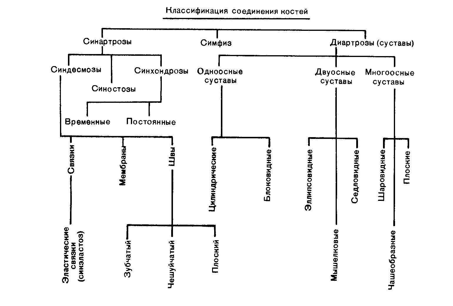 Таблица соединений кости. Соединения костей непрерывные таблица анатомия. Типы соединения костей схема. Анатомическая классификация соединений костей. Классификация соединения костей таблица.