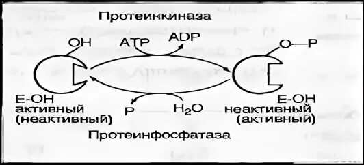 Регуляция активности ферментов ковалентная модификация. Ковалентная модификация ферментов. Регуляция активности ферментов путем ковалентной модификации. Схема ковалентной модификации ферментов путем фосфорилирования. Химическая модификация ферментов.