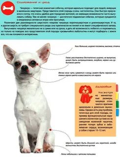 Как правильно пишется чихуахуа