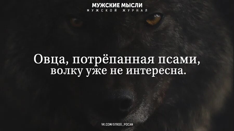 Книга человек человеку волк. Мужские мысли. Мужские цитаты. Цитаты волка. Потрепанная псами волку не интересна.