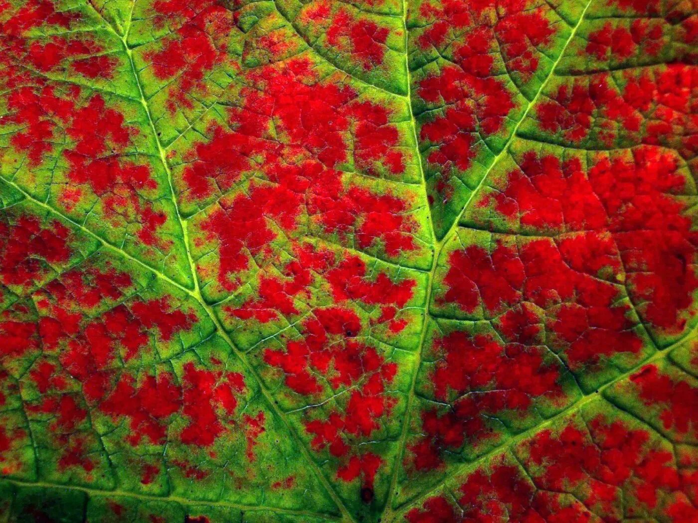 Листья краснеют по краям. Прожилки листа. Лист с прожилками. Красные прожилки на листьях. Зеленый лист с прожилками.