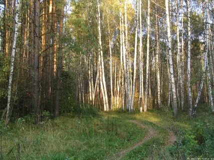 Костромской лес