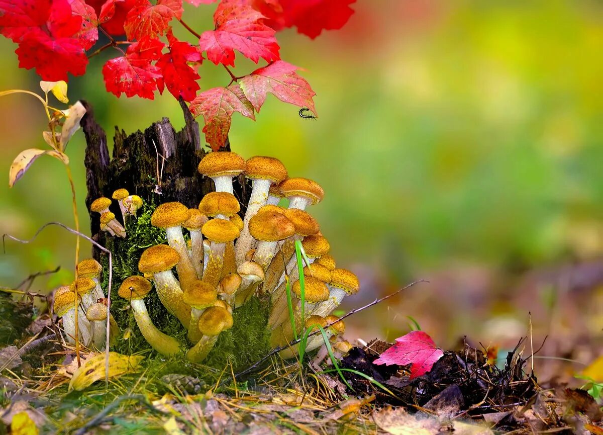 Хороша грибами время года. Осень грибы опята. Грибы в осеннем лесу. Грибы осенью. Осенние грибы в октябре.