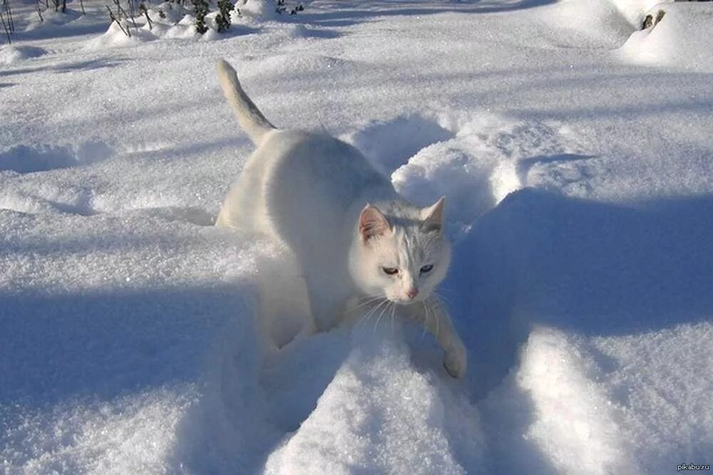 Пять месяцев зимы. Кот зимой. Кот в снегу. С последним днем зимы. Кот снежок.