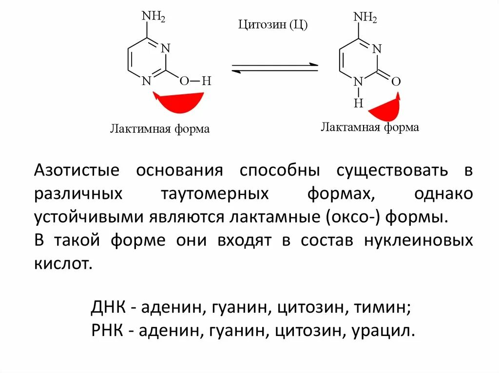 Обмен нуклеотидов. Гидролиз нуклеотидов в кислой среде. Пары нуклеотидов. Циклы нуклеотида. Замена нуклеотида в гене признак