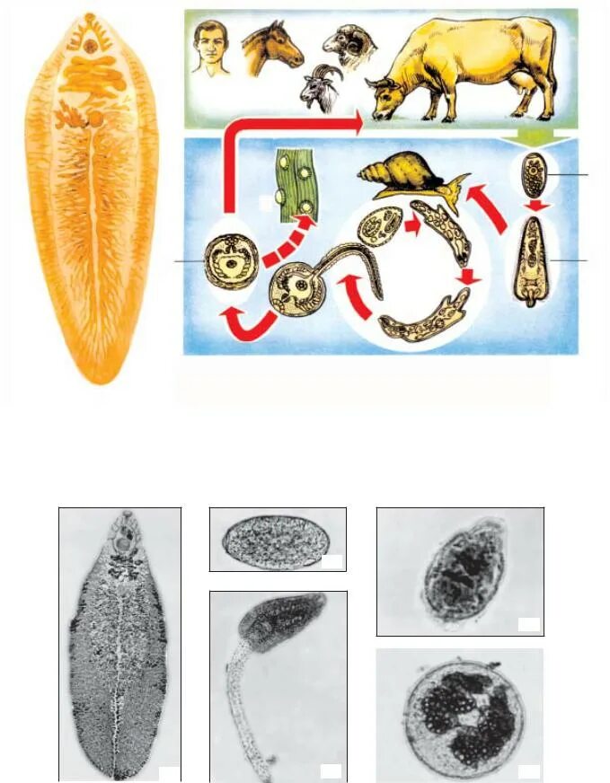 Развитие червей сосальщиков. Жизненный цикл печеночного сосальщика. Цикл развития печеночного сосальщика. Цикл размножения печеночного сосальщика. Схема жизненного цикла печеночного сосальщика.