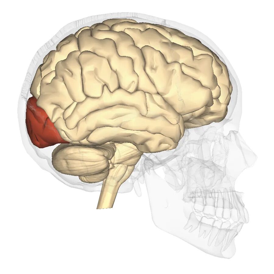 Ирритация коры головного мозга. Supramarginal gyrus.