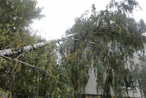 Упавшая береза. Береза упала. Береза упала на дом. Сломанная береза. Упала на березку