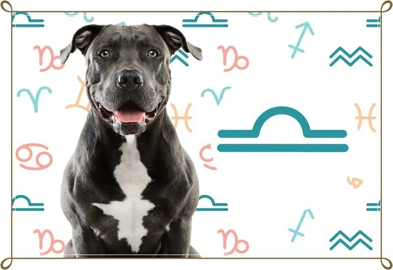 Знаки зодиака собаки. Весы для собак. Собаки для знака зодиака весы. Собака астрологическая.