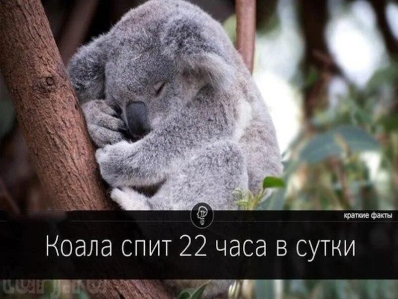 Спи 22 23
