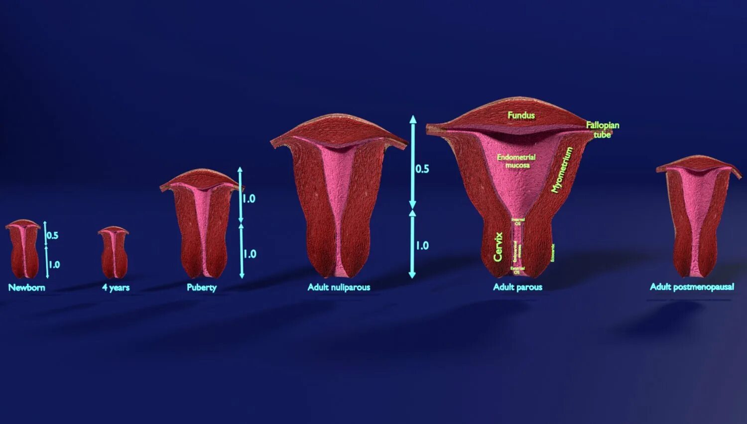 Матка 3д модель. Visual 3d model of the uterus. Different stages