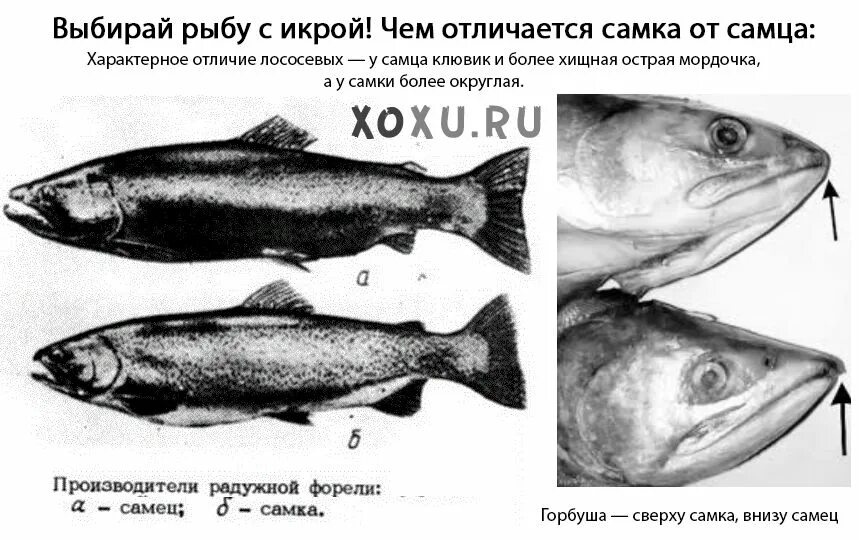 Как отличить самца форели