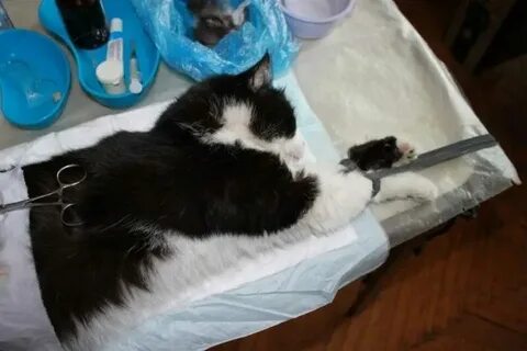 Сколько кошки выходят после наркоза