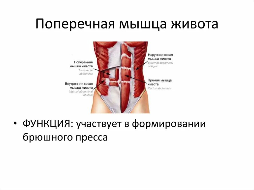 Поперечная мышца живота. Мышцы живота. Мышцы. Как у вас дела?.