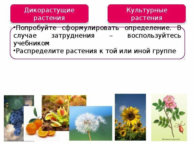 Дикорастущие и культурные растения. Культурные растения это определение. Царство растений. Распредели растения. Распределите культурные растения по группам