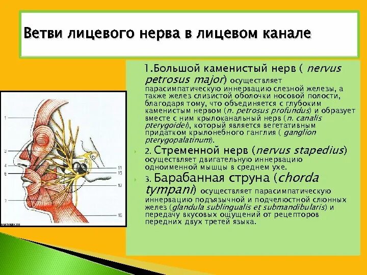 Лицевой нерв анатомия топография. Ветви лицевого нерва. Основные ветви лицевого нерва. Топография ветвей лицевого нерва.