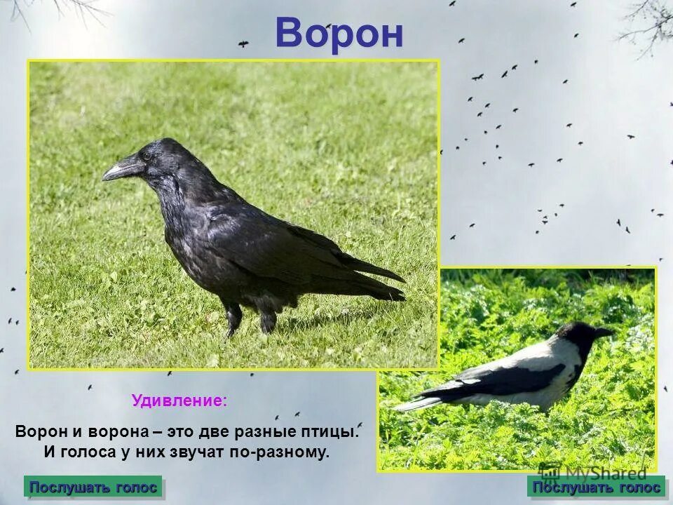 Ворон и ворона это разные птицы. Ворона от ворона. Отличие Грача от вороны. Различие Грача от ворона.