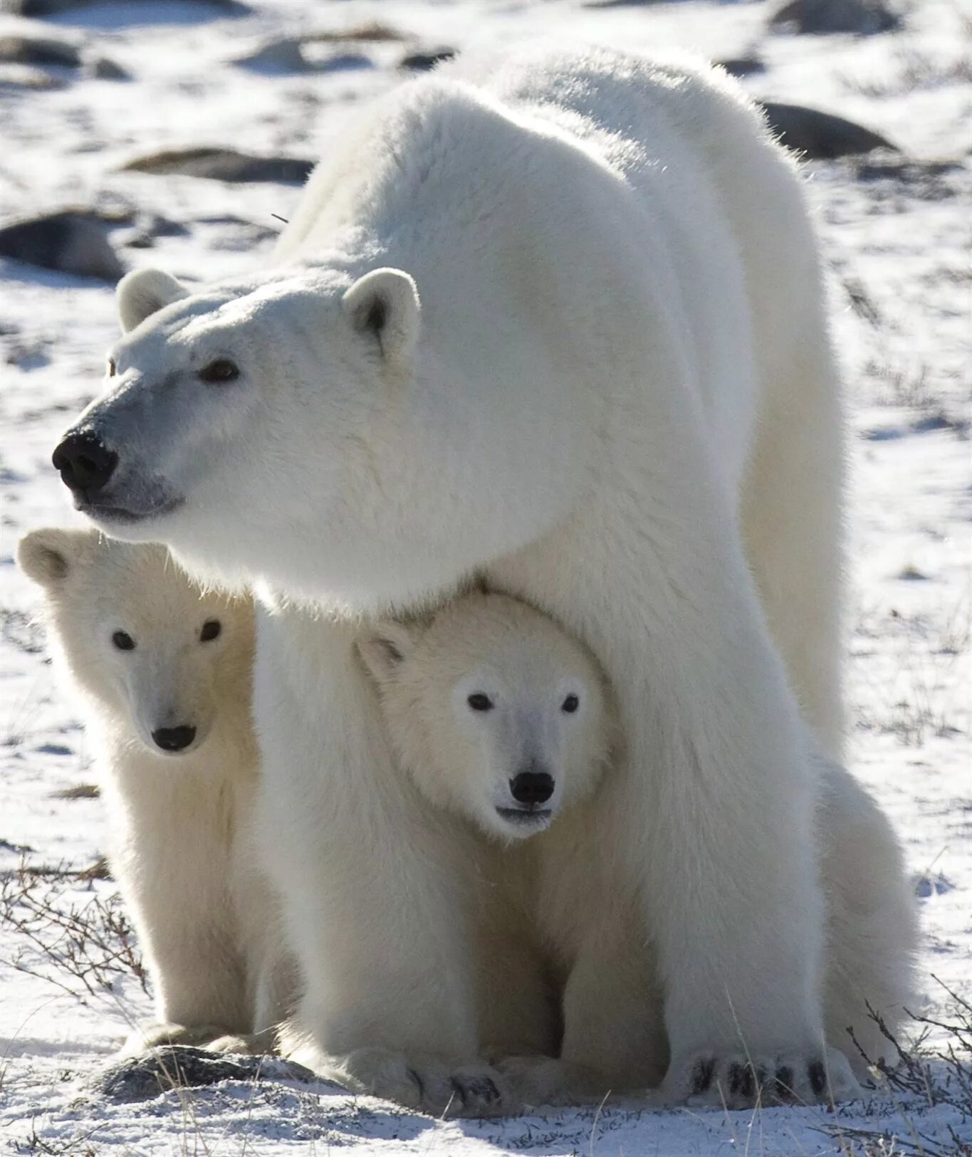 Белый медведь (Лаптевская популяция). Полярный медведь Полярный медведь. Белый медведь и Полярный медведь. Белый медведь арктических пустынь.
