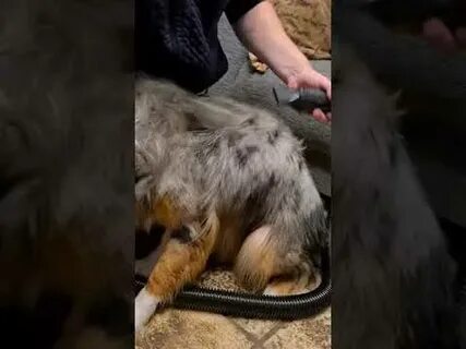 Можно сушить собаку феном