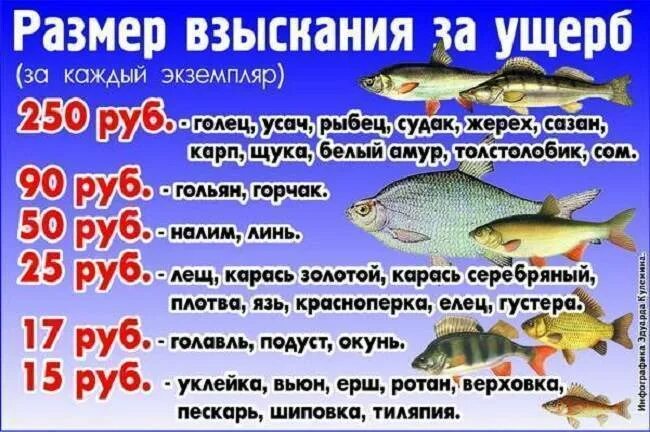 Запрет на ловлю карася. Штрафы за рыбу. штраф за ловлю рыбы. штраф за рыбалку. разрешённый размер вылавливаемой рыбы.