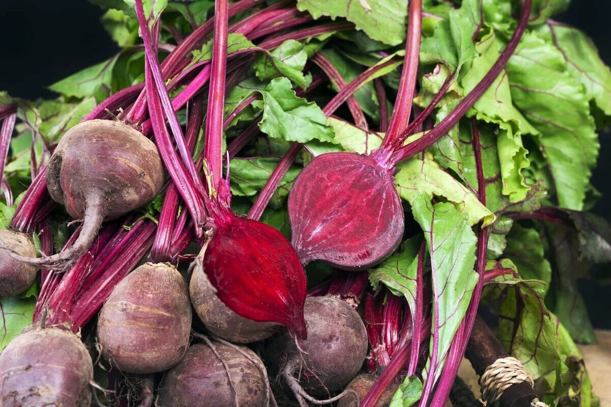 Хороший урожай свеклы. Свекла обыкновенная- Beta vulgaris. Свекла столовая (Beta vulgaris). Свекла beetroot. Свекла Рубиновая Королева.